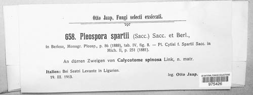 Pleospora spartii image